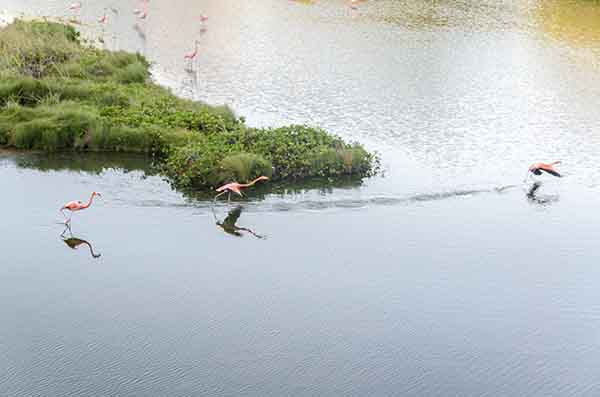 Flamenco - isla Isabela - islas Galapagos - Ecuador 25.jpg
